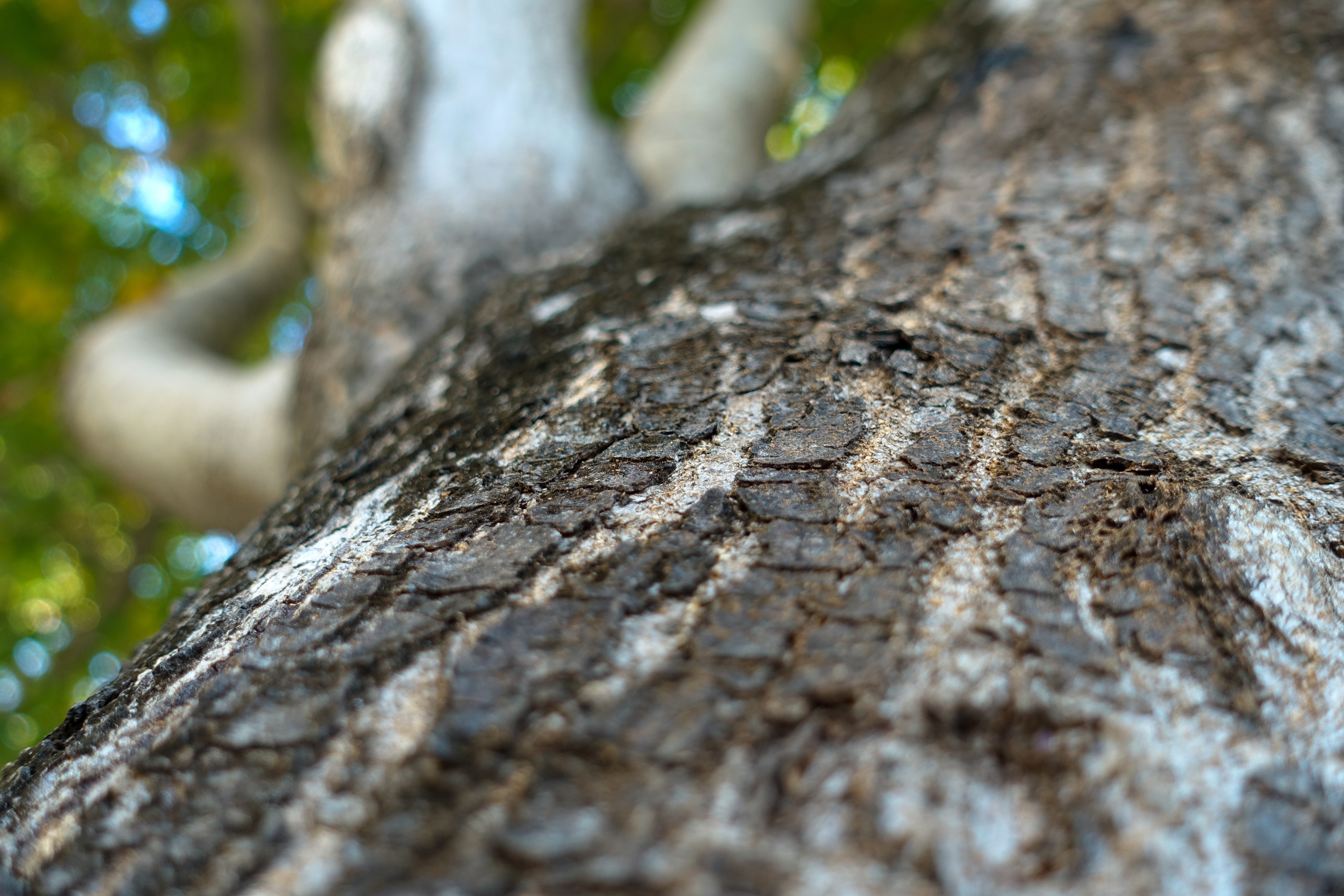 Beautiful tree - image